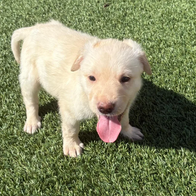 A baby medium-sized female Golden Retriever dog named Rowan for adoption in Cordova, TN