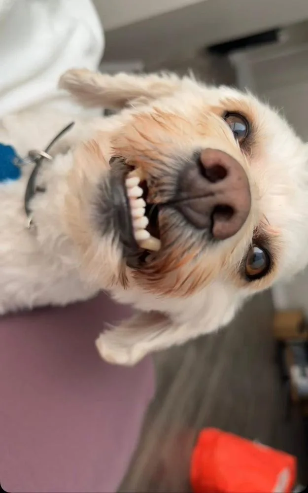 An adult small-sized male White / Cream Bichon Frise dog named Sandy for adoption in Aurora, CO