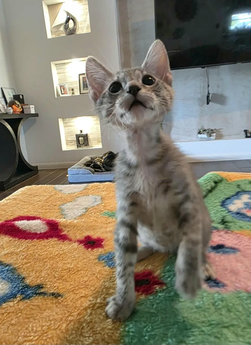 A baby medium-sized male Domestic Short Hair cat named Armani for adoption in Gregory, TX
