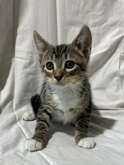A baby small-sized male Domestic Medium Hair cat named Fez for adoption in New Orleans, LA