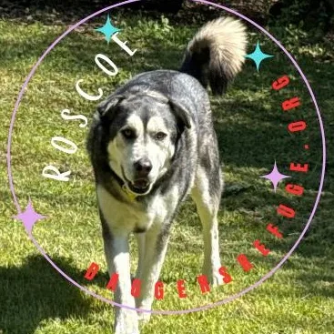 An adult large-sized male Gray / Blue / Silver Husky dog named Roscoe for adoption in Ragland, AL