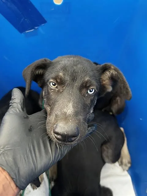 A baby large-sized male Mixed Breed dog named Max for adoption in Dallas, TX