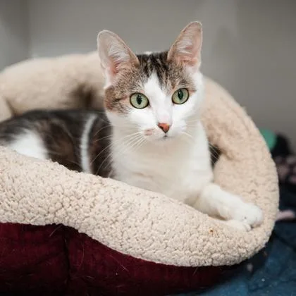 Tyra Banks thumbnail 2