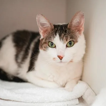 Tyra Banks thumbnail 3