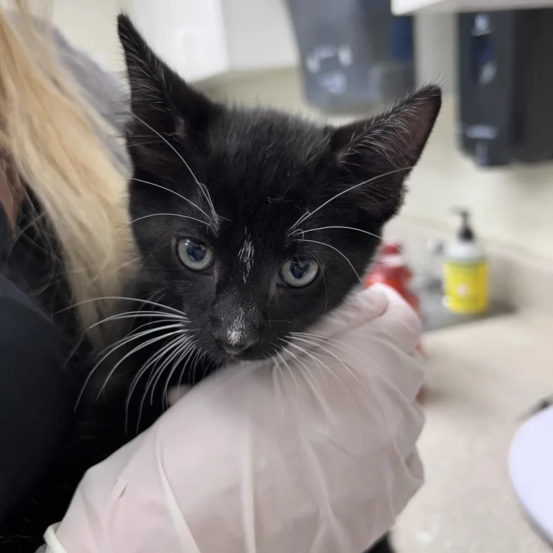 A baby small-sized male Black Domestic Short Hair cat named Martini for adoption in Bastrop, TX