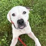 A senior medium-sized female Pit Bull Terrier dog named Layla for adoption in Hilliard, OH