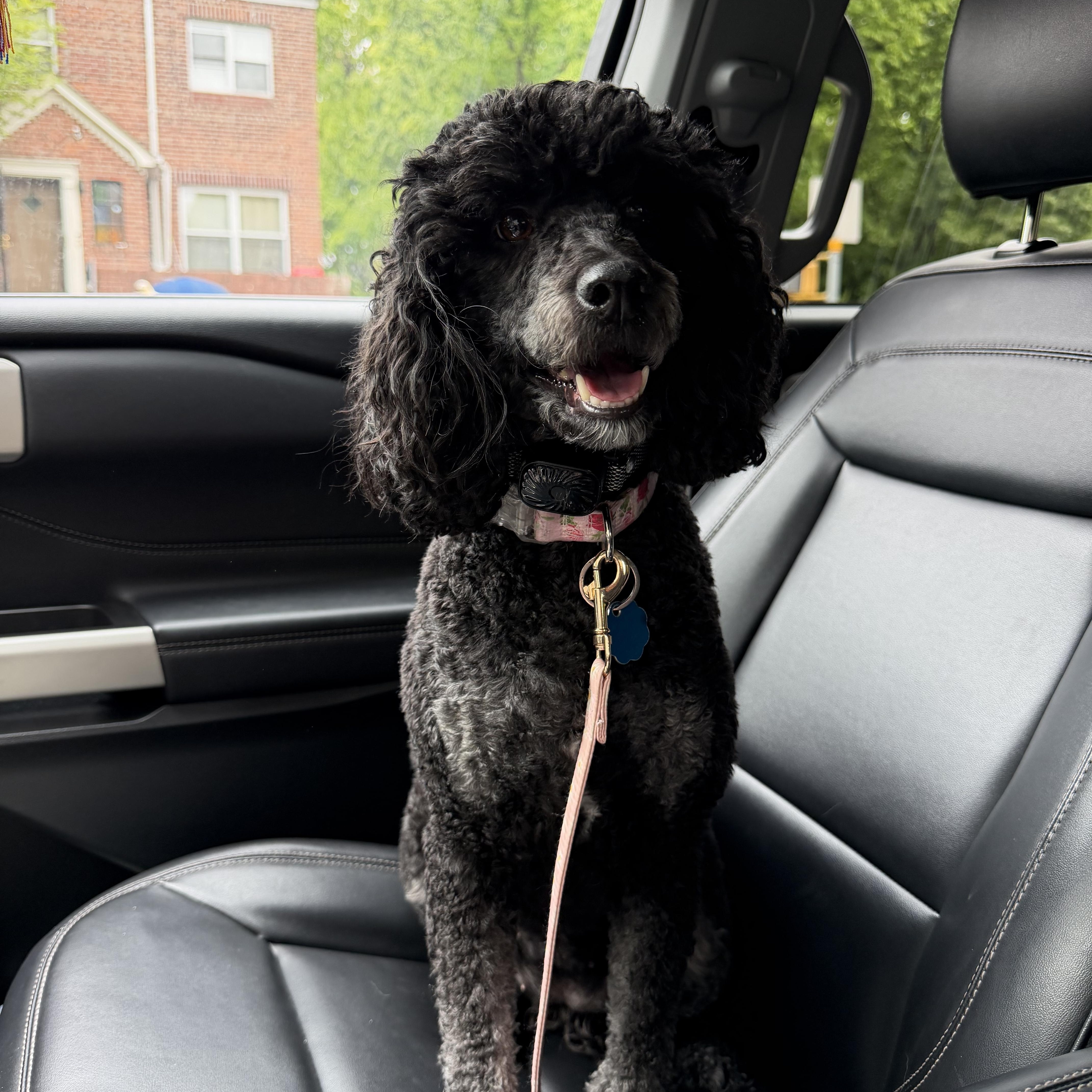 An adult medium-sized female Black Poodle dog named Priscilla for adoption in Newark, NJ