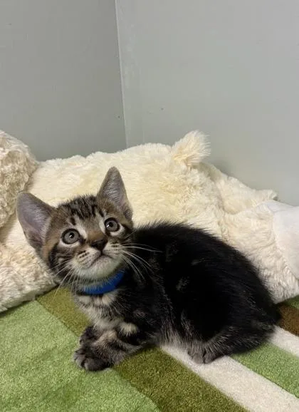 A baby medium-sized male Manx cat named Stubby Rex for adoption in Picayune, MS