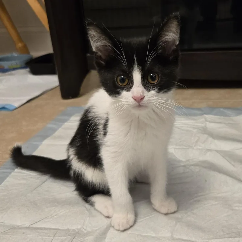 A young medium-sized male Black & White / Tuxedo Domestic Short Hair cat named Jumbo Shrimp for adoption in Evanston, IL