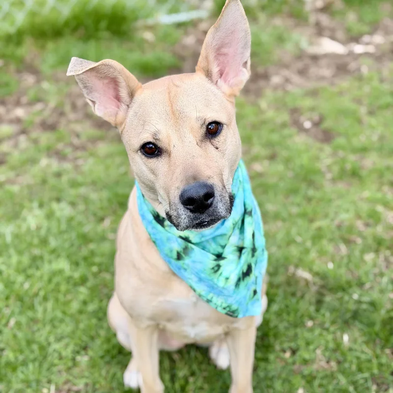 A young medium-sized female Yellow Labrador Retriever dog named Cristal for adoption in Sparta, NJ