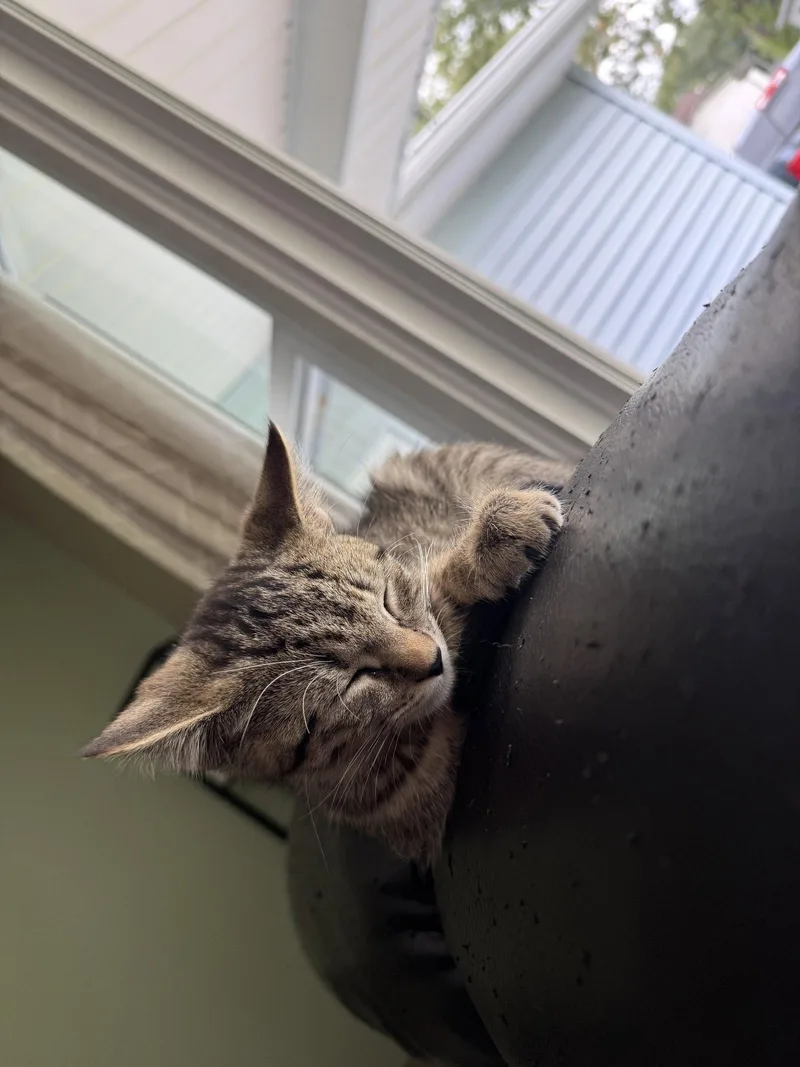 A baby medium-sized male Domestic Short Hair cat named Espresso for adoption in Rochester, NY