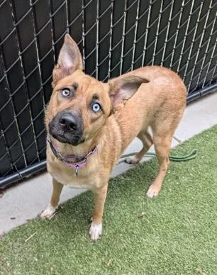 An adult large-sized female Mixed Breed dog named Jazelle for adoption in Bellevue, WA