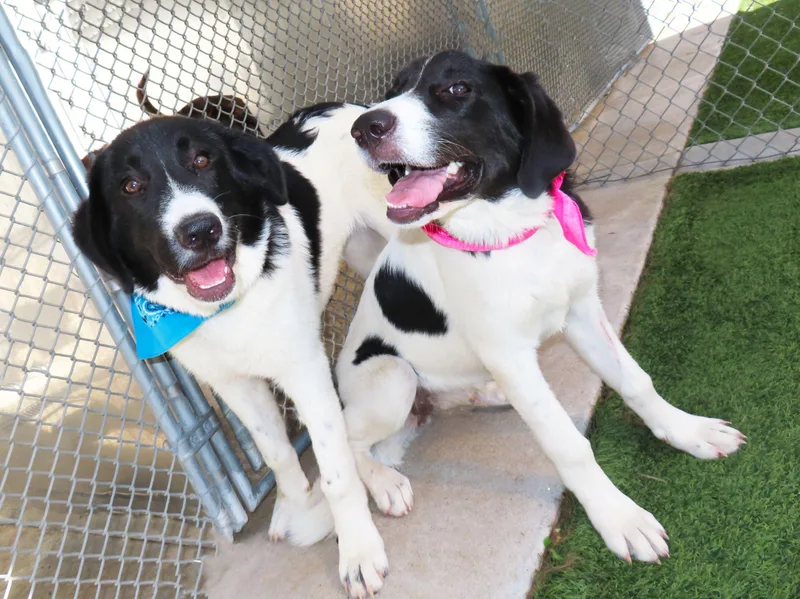 A baby large-sized male Great Pyrenees dog named Bogie CA for adoption in Rogers, AR