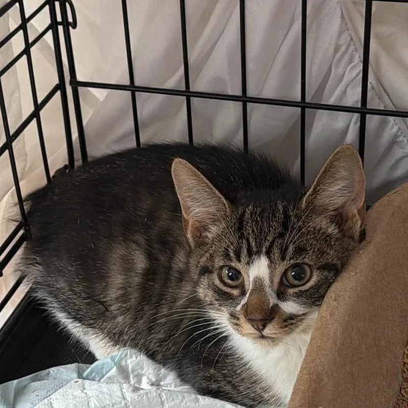 A baby small-sized male Black Domestic Short Hair cat named Bobby the Bob Tail for adoption in Winchester, VA