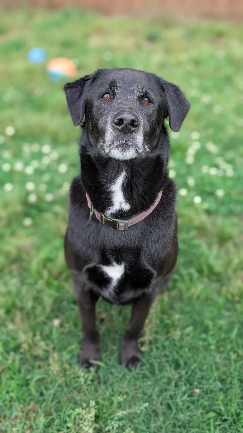 Bo