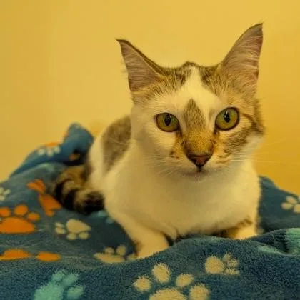 An adult medium-sized female Tabby (Brown / Chocolate) Domestic Short Hair cat named Macy for adoption in Rochester, MN
