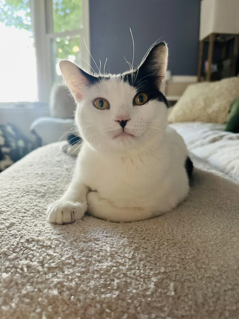 An adult medium-sized female Black & White / Tuxedo Domestic Short Hair cat named Quinlan for adoption in Aurora, CO