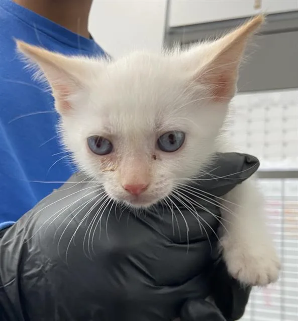 A baby medium-sized female Domestic Short Hair cat named Nova for adoption in Dallas, TX