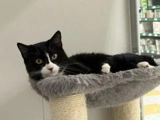 A young medium-sized male Black & White / Tuxedo Tuxedo cat named Christey for adoption in Spring Lake, NJ