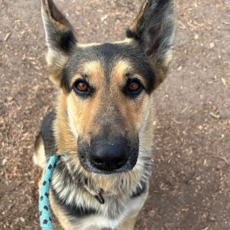 An adult large-sized female Black Shepherd dog named Nova for adoption in Santa Barbara, CA