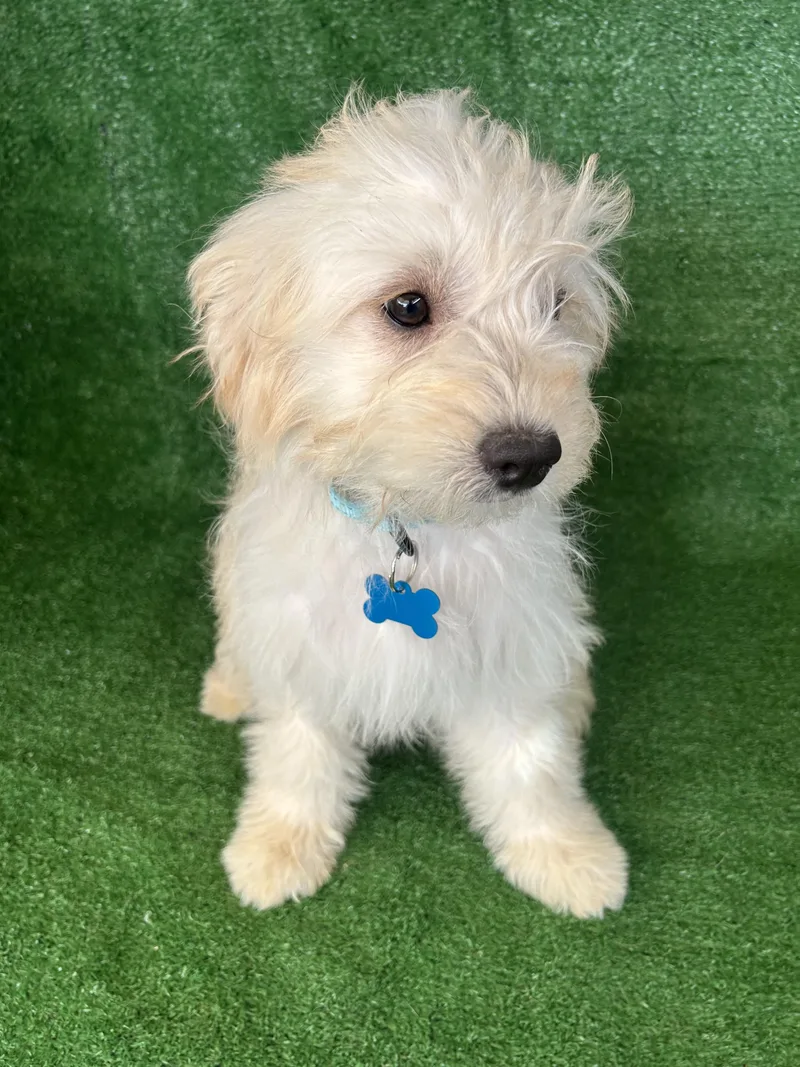 A young small-sized female White / Cream Maltese dog named Ariel for adoption in San Ysidro, CA