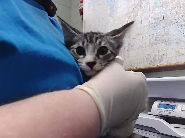 A baby small-sized male Domestic Short Hair cat named Ferb for adoption in Tulsa, OK