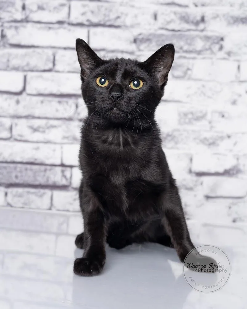 A baby medium-sized female Black Bombay cat named Bolo for adoption in Tuscaloosa, AL