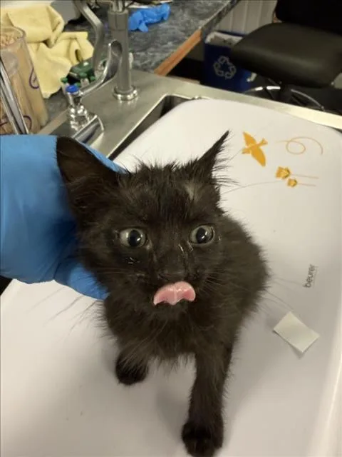 A baby small-sized male Black Domestic Short Hair cat named Harry Kane for adoption in Woodland, CA