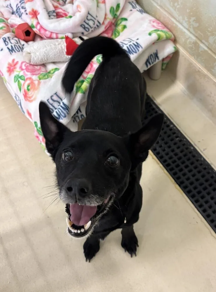 An adult small-sized male Tricolor (Brown, Black, & White) Rat Terrier dog named Kyle for adoption in Kalamazoo, MI
