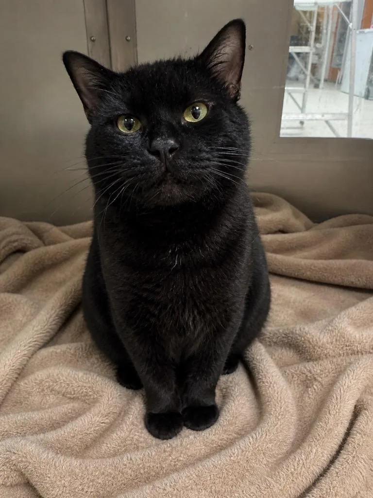 An adult medium-sized male Domestic Short Hair cat named Wave Il for adoption in Fort Lupton, CO