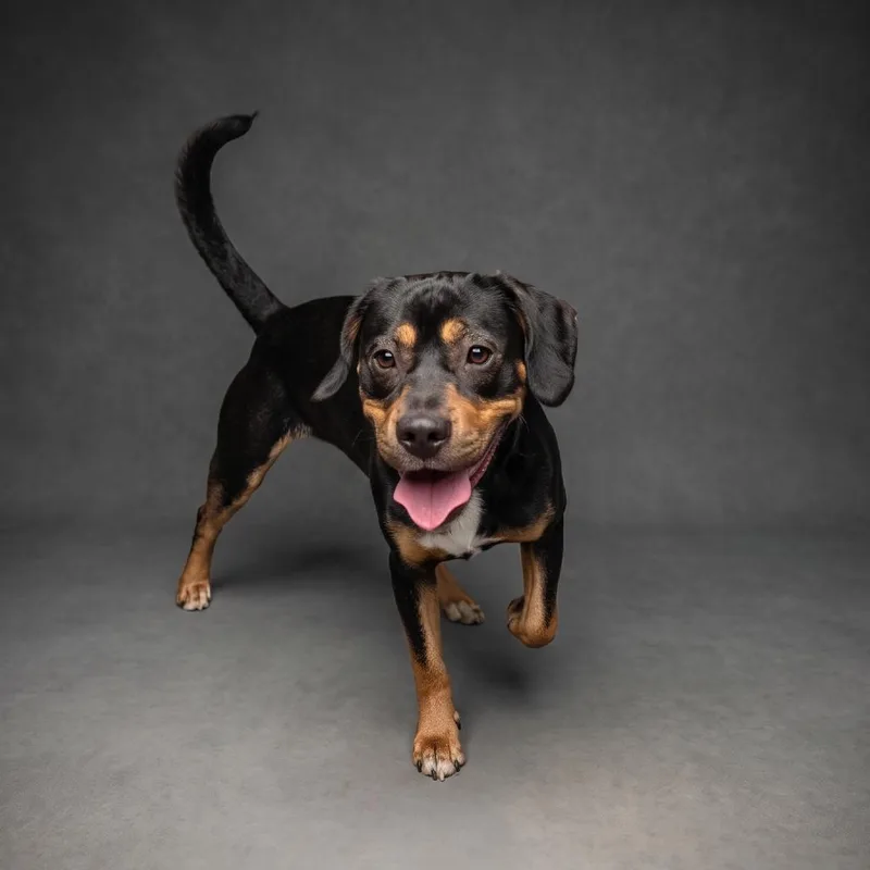 An adult medium-sized male Black Hound dog named Tantrum for adoption in Chesapeake, VA