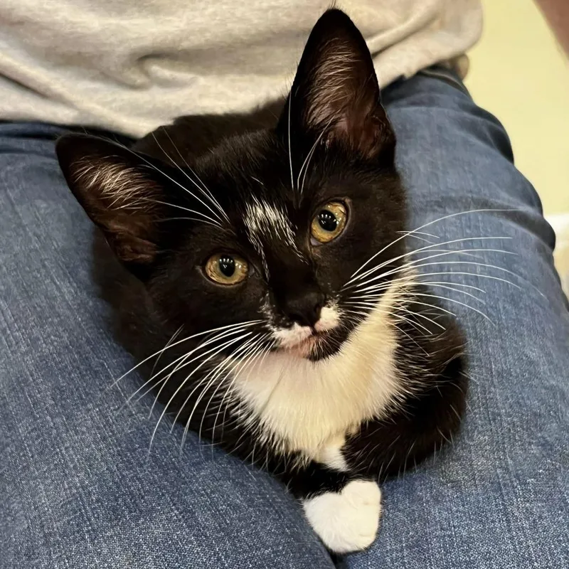 A baby small-sized female Black Domestic Short Hair cat named Vee for adoption in Brownsboro, AL