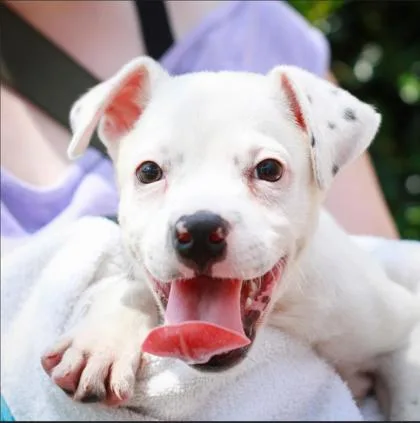 A baby small-sized male Mixed Breed dog named Twister for adoption in West Chester, PA