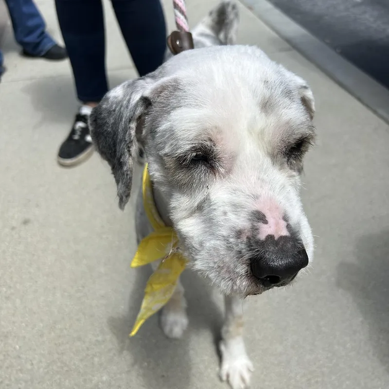 A young medium-sized male Gray / Blue / Silver Poodle dog named Dover for adoption in Long Beach, CA
