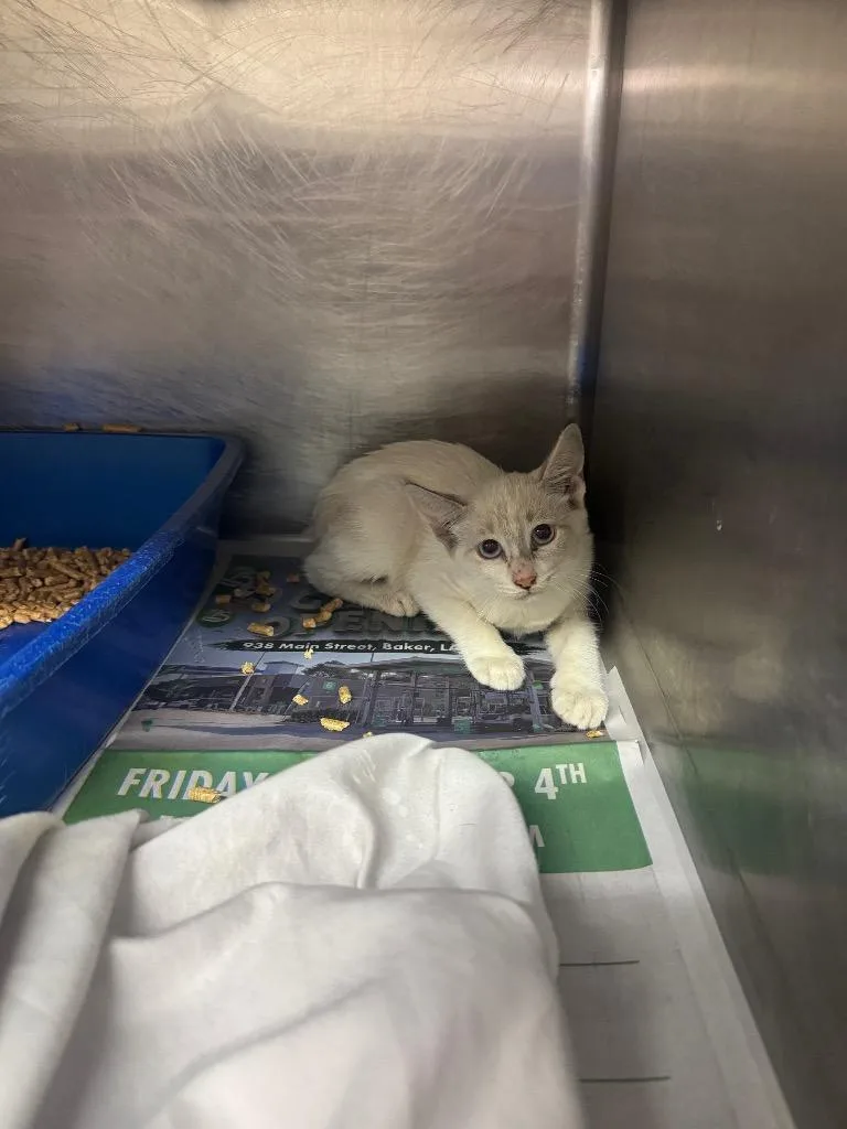 A baby medium-sized female Siamese cat named Kynlee for adoption in Sorrento, LA