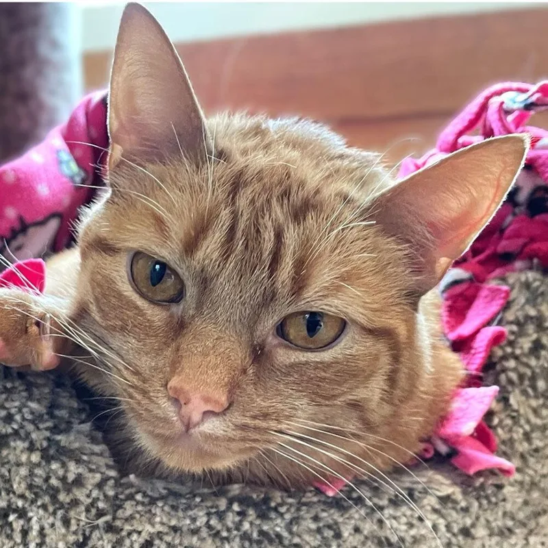 An adult small-sized male Domestic Short Hair cat named Fritz for adoption in Port Washington, NY