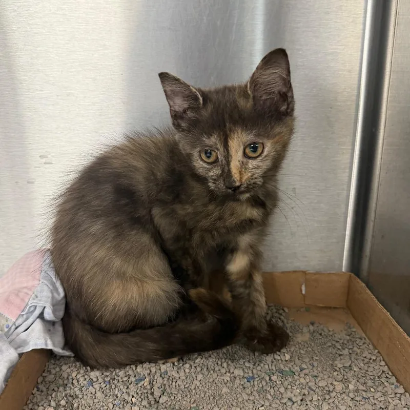 A baby small-sized female Tortoiseshell Domestic Short Hair cat named Caterpillar for adoption in East Hanover, NJ