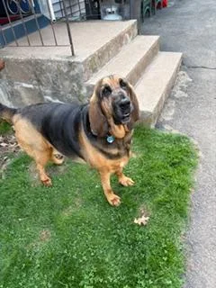 Daisy Mae thumbnail 2