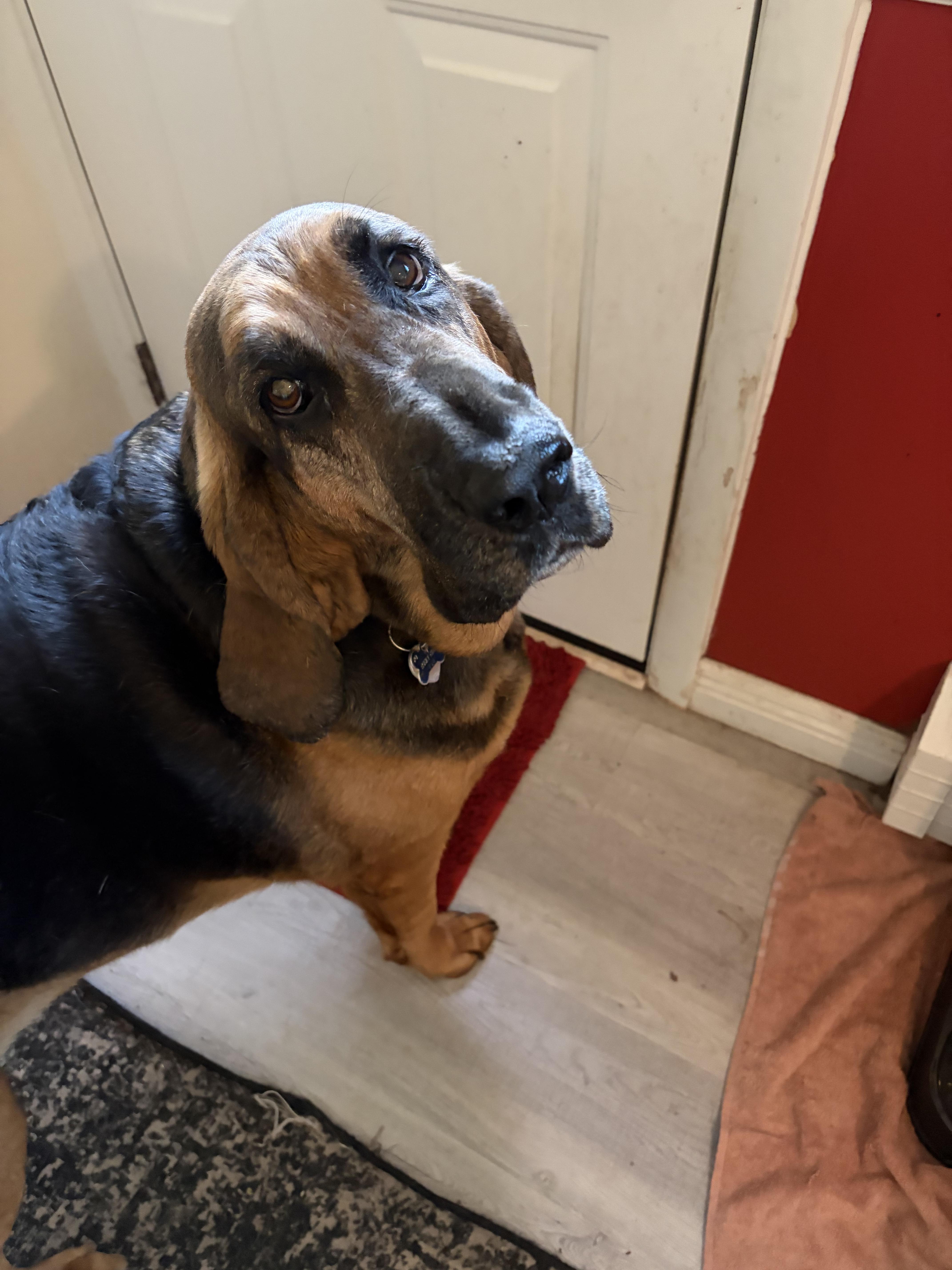 Daisy Mae thumbnail 4