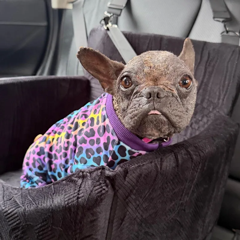 Mogwai thumbnail 3