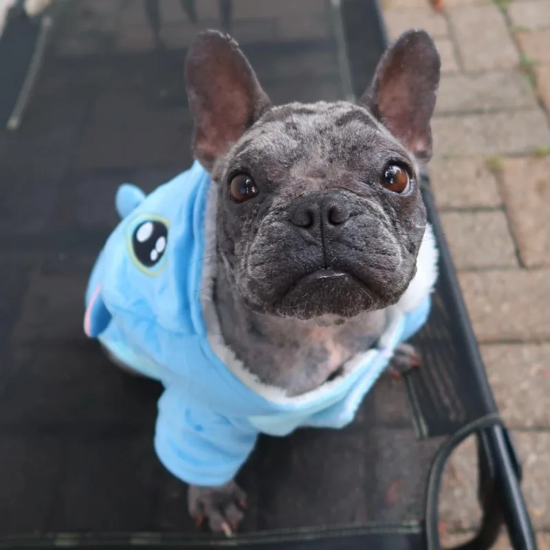 Mogwai thumbnail 4