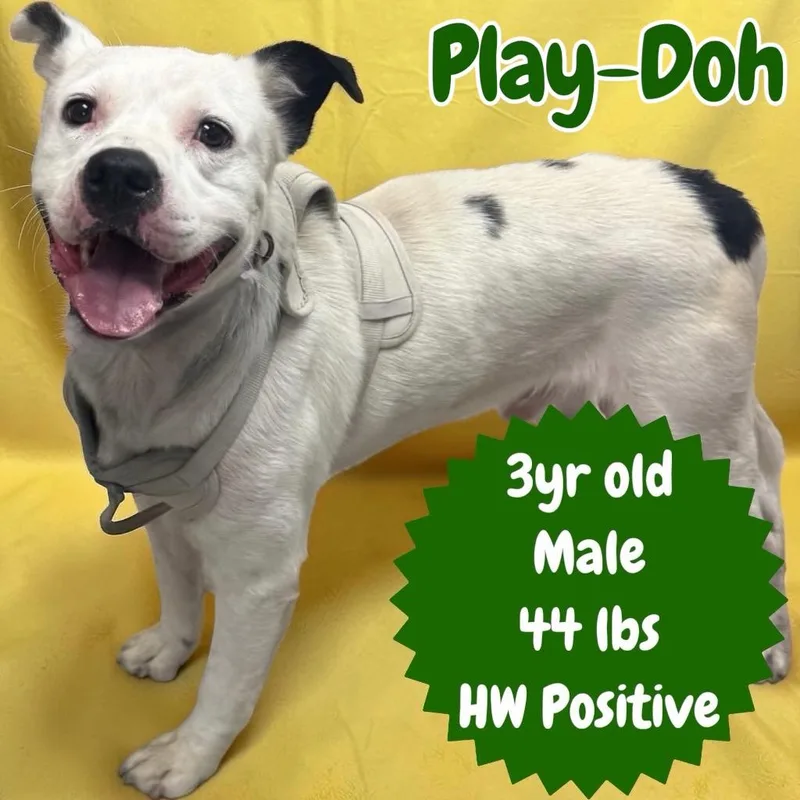 An adult medium-sized male Pit Bull Terrier dog named PlayDoh for adoption in Sorrento, LA