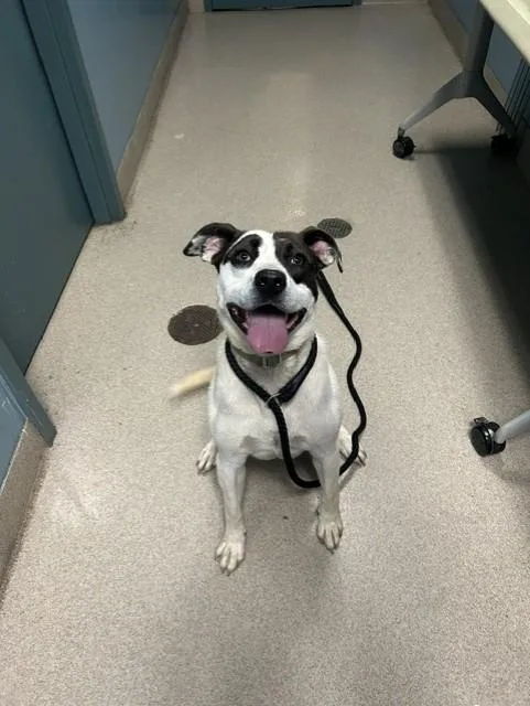 Domino