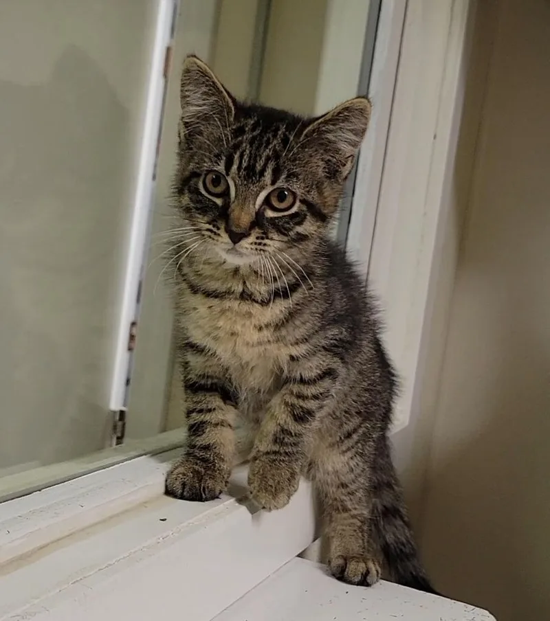 A baby medium-sized male Domestic Short Hair cat named Crunch Wrap for adoption in Sandusky, OH