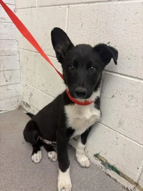 A baby small-sized male Border Collie dog named Obsidian for adoption in San Bernardino, CA
