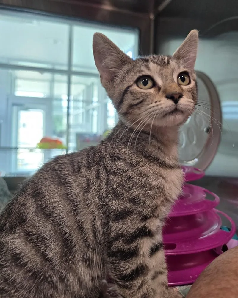 A baby small-sized female Domestic Short Hair cat named Dionne for adoption in Wellington, KS