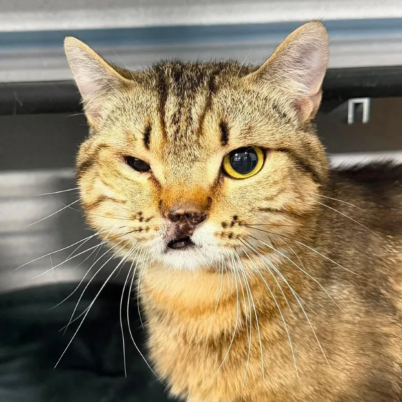 A young large-sized male Brown / Chocolate Domestic Short Hair cat named Guy for adoption in Sheridan, WY