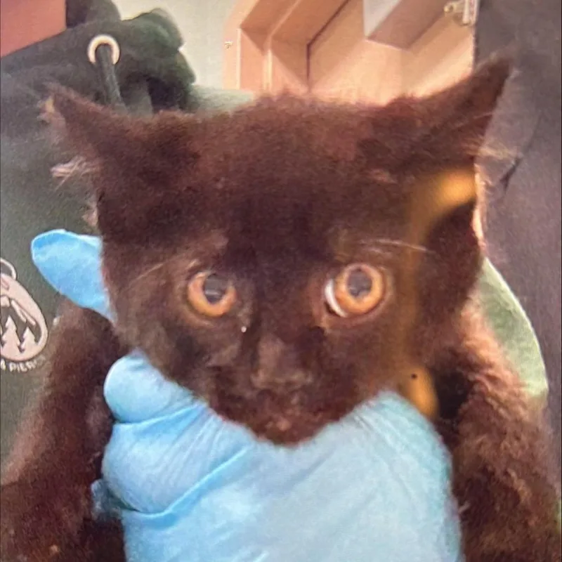 A baby small-sized male Black Domestic Short Hair cat named Oliver for adoption in Tacoma, WA