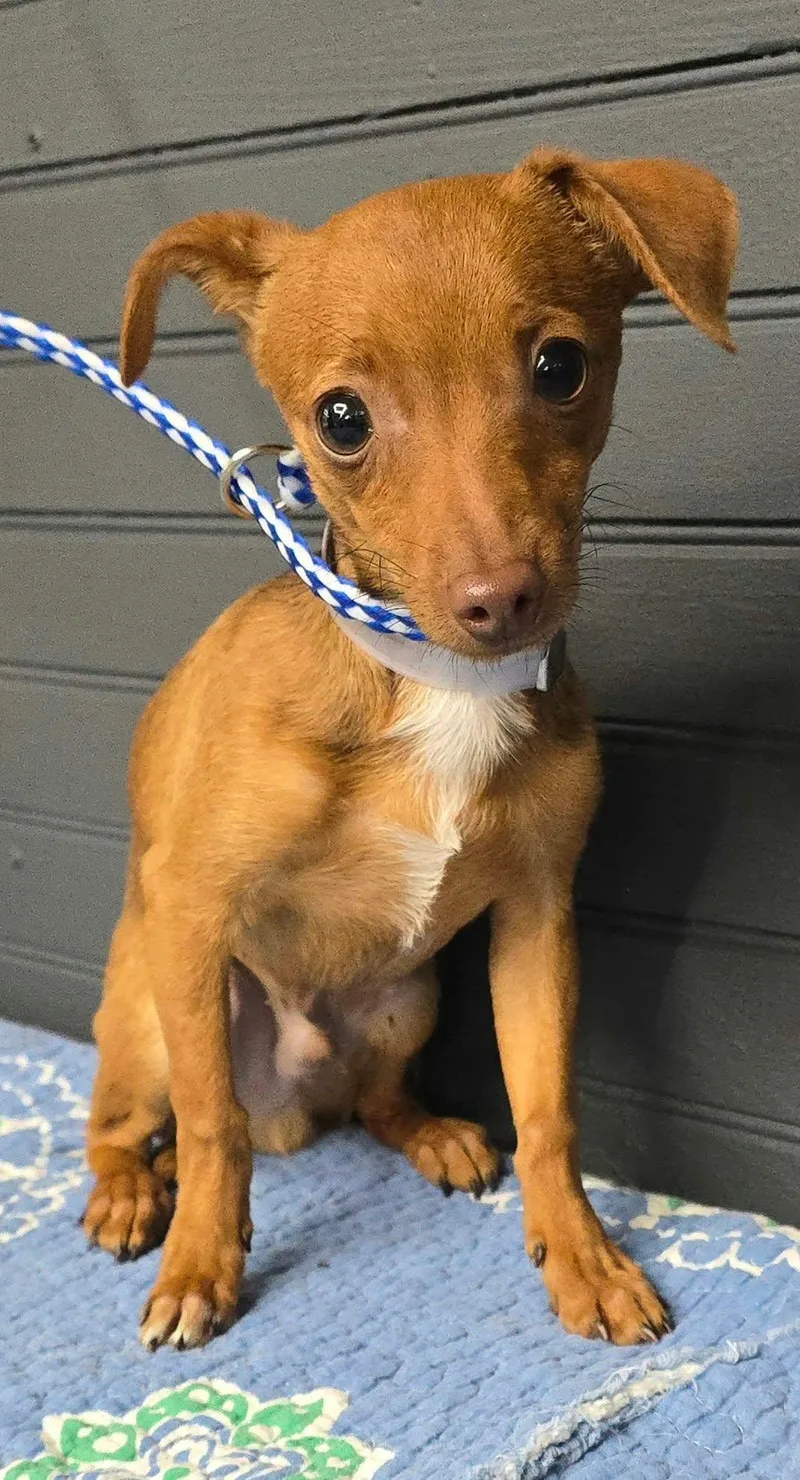 A baby small-sized male Chihuahua dog named Big Boy for adoption in Newport, TN