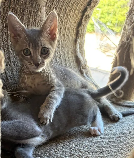 A baby small-sized male Domestic Short Hair cat named Burt for adoption in Tustin, CA
